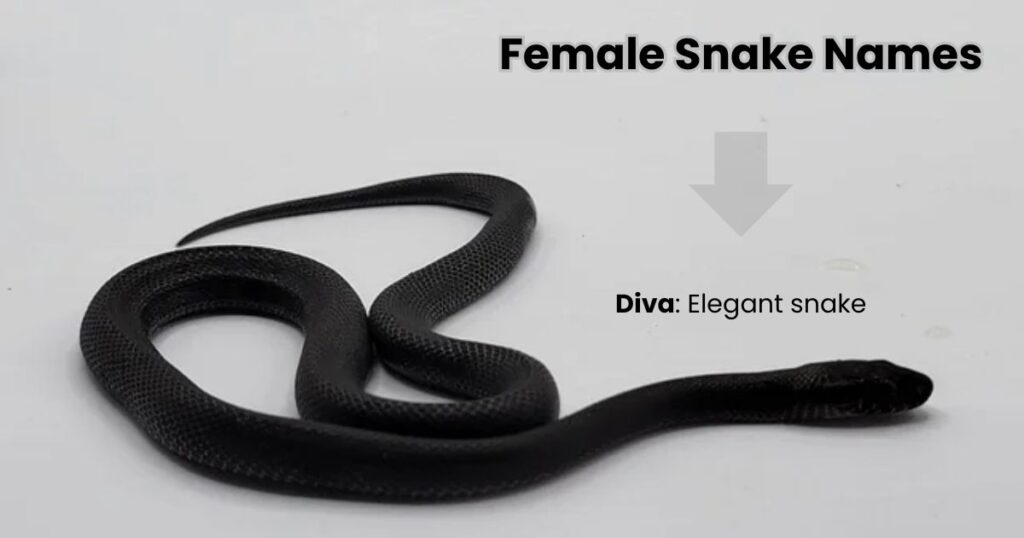 Female Snake Names