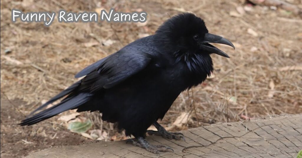 Funny Raven Names