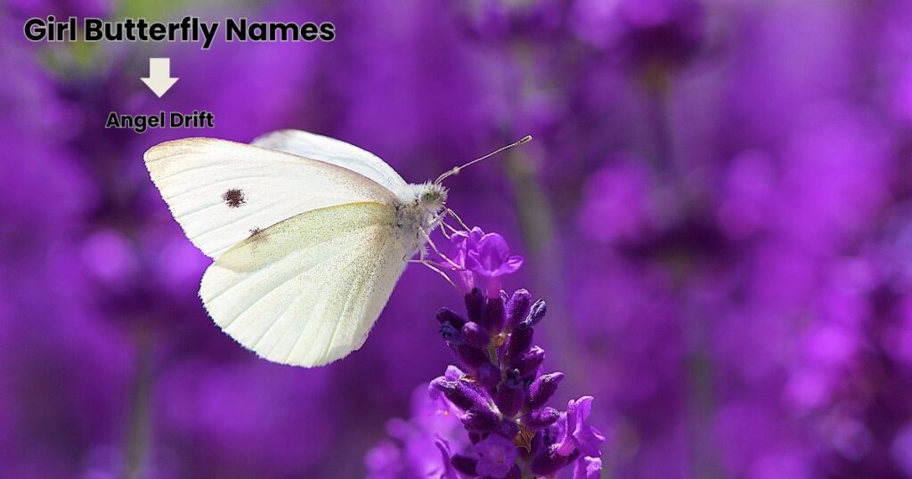 Girl Butterfly Names