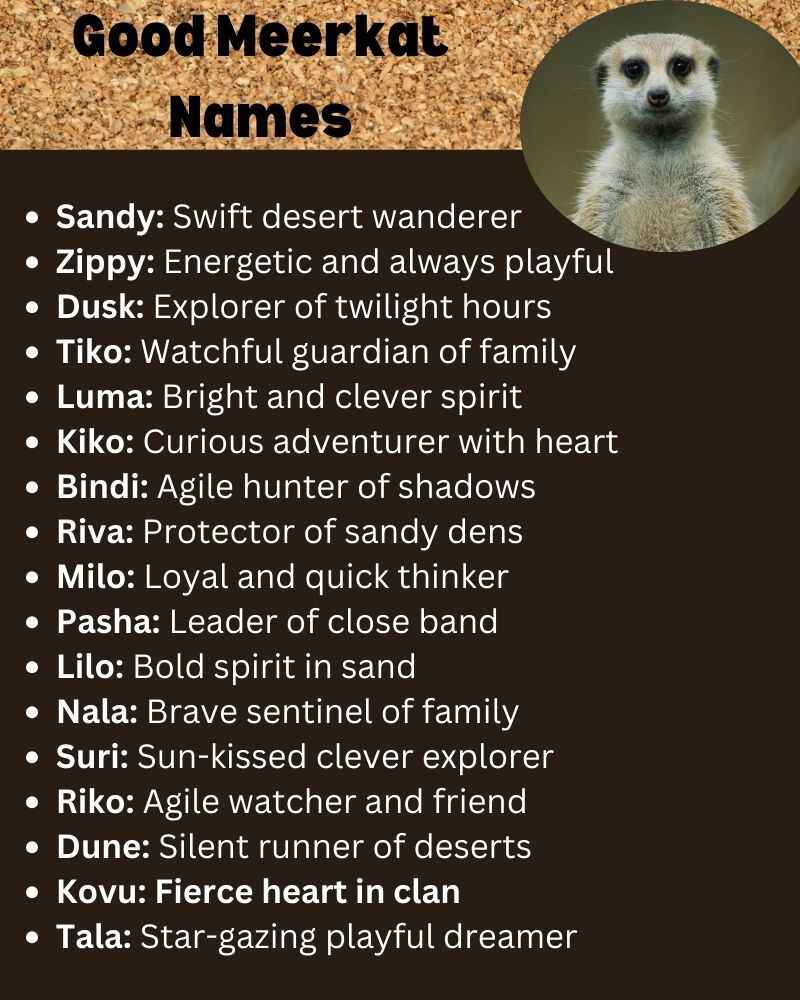 Good Meerkat Names