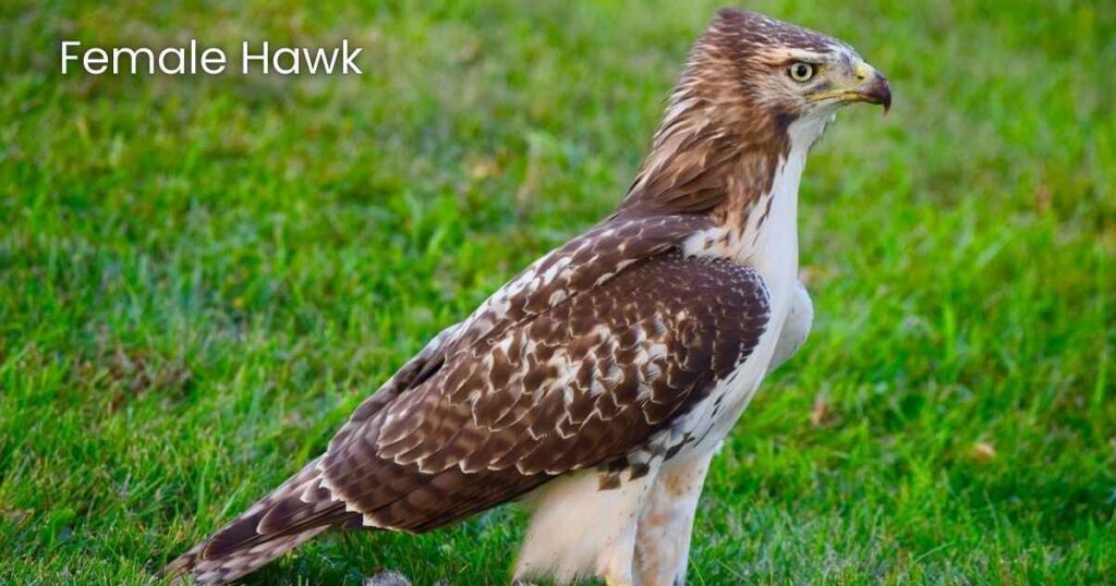 Hawk Female Names