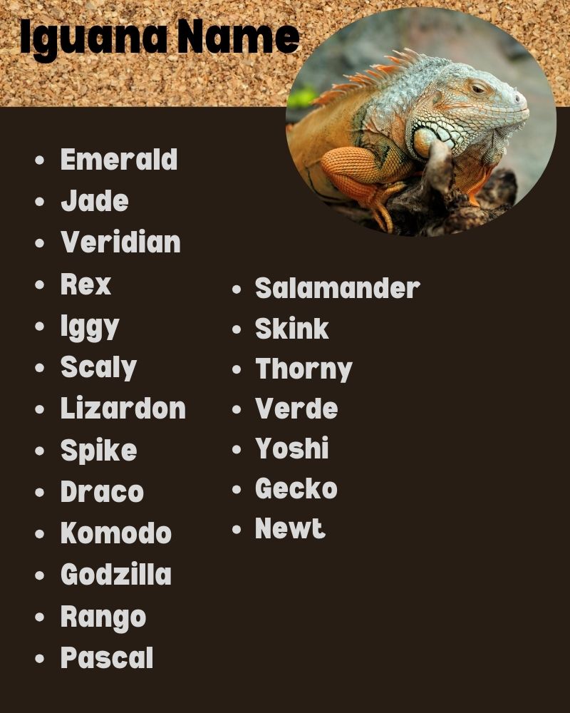 Iguana Name