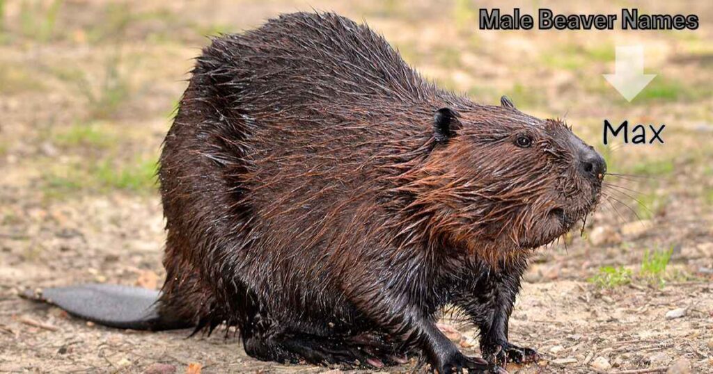 Male Beaver Names