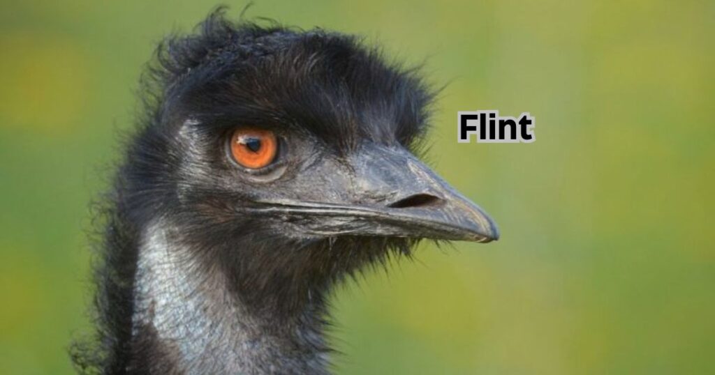 Male Emu Name