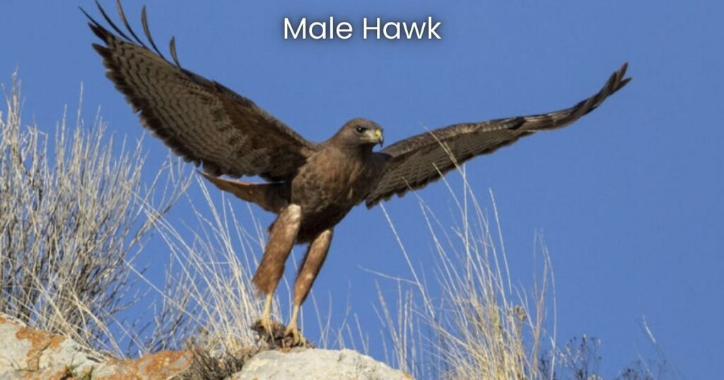 Male Hawk Names