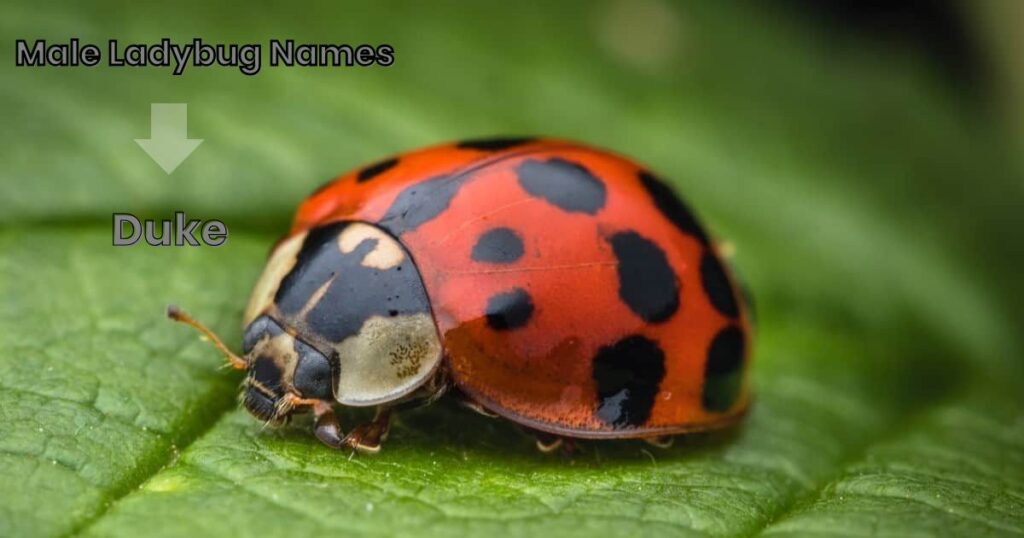 Male Ladybug Names