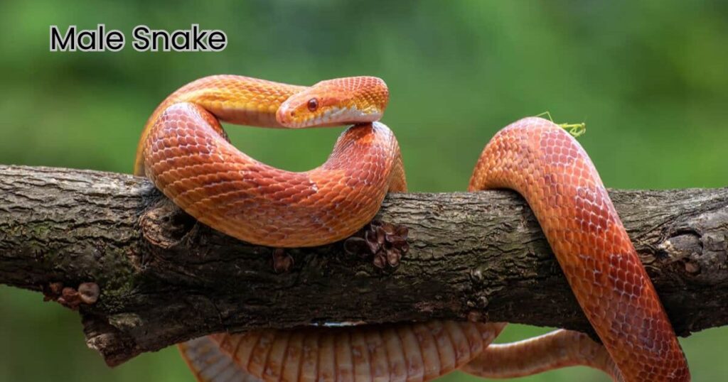 Male Snake Names