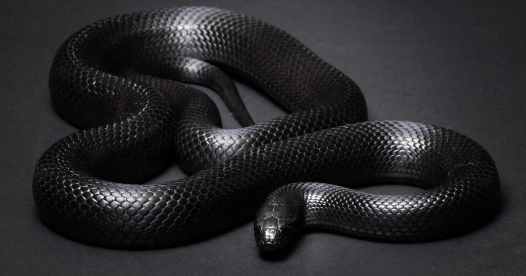 Mexican Black Kingsnake