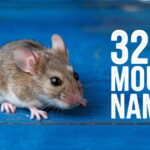 Mouse Names (320+ Cute Idea) + AI Generator