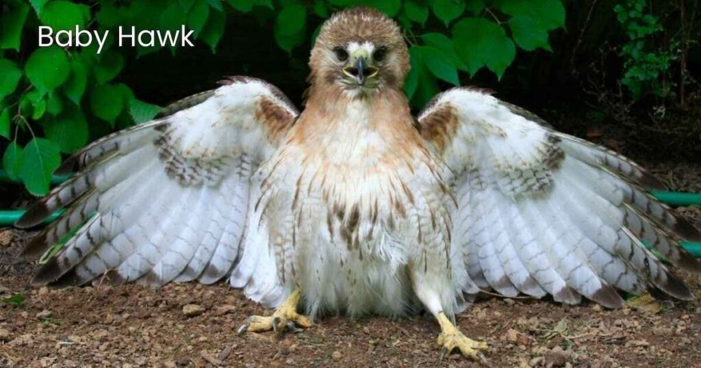 Names for Baby Hawk