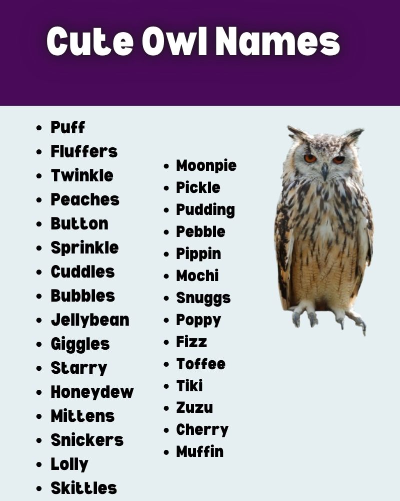 Owl Names infographic