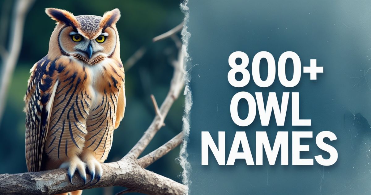 Owl Names