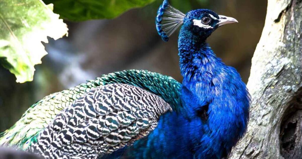 Peacock Male Names