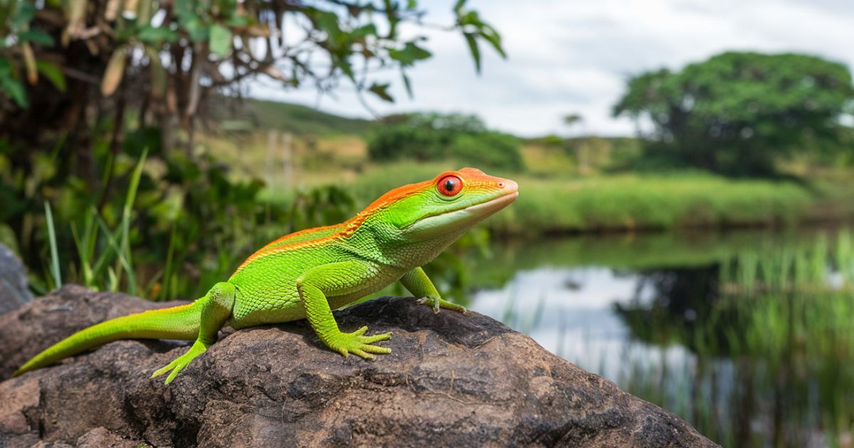 Red-eyed Crocodile Skink