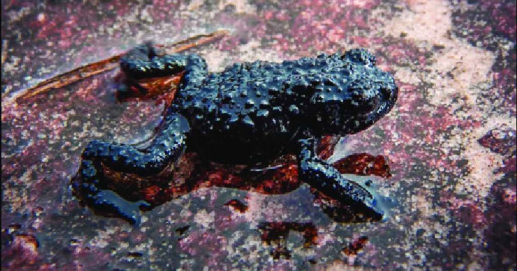 Roraima Black Frog