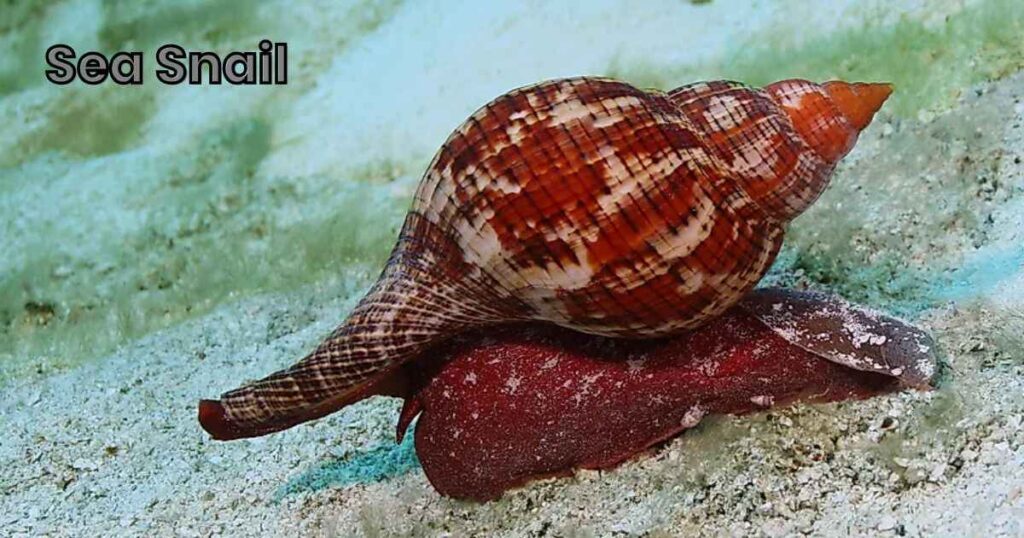 Sea Snail Names with Meaning