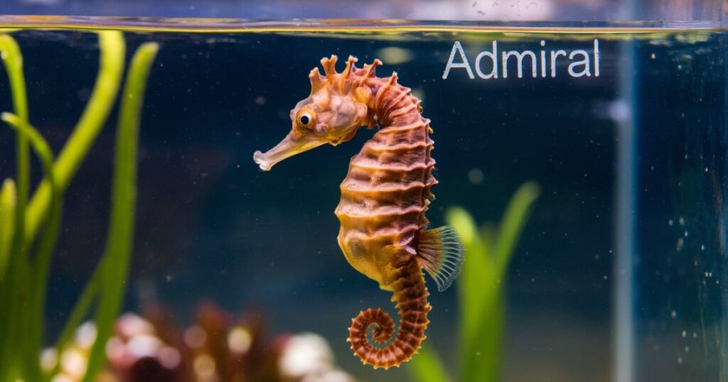 Seahorse Male Names