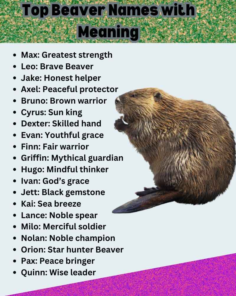 Top Beaver Names with Meaning