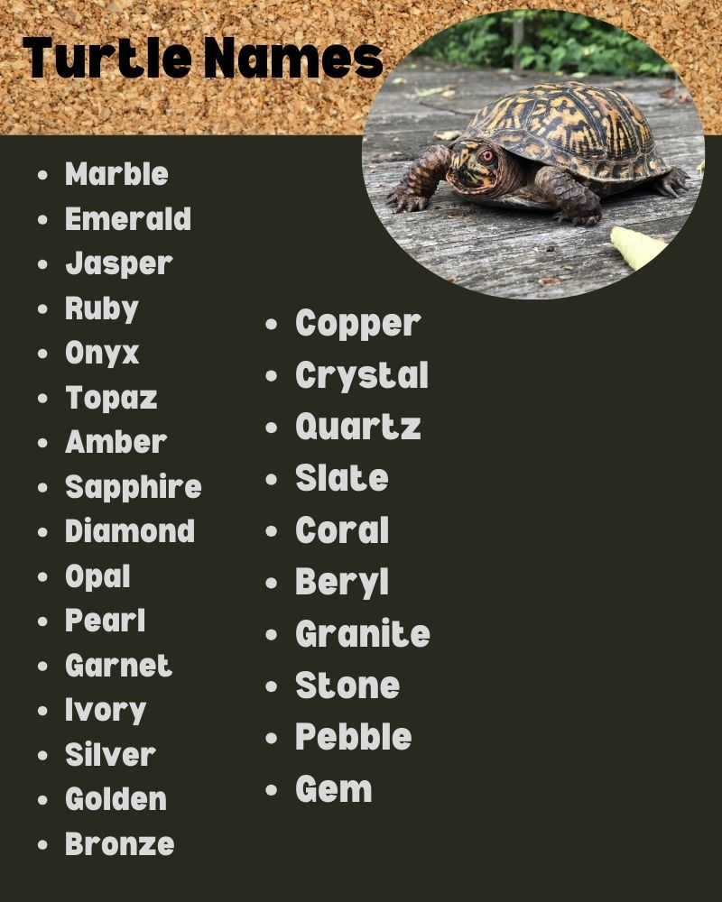 Turtle Names