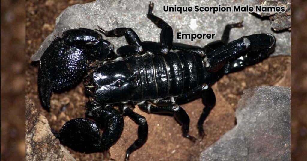 Unique Scorpion Male Names